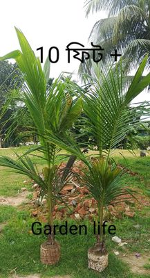 🌴ভিয়েতনামের নারকেল চারা(সিয়াম গ্রীন)🌴_img_0