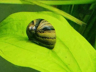 Tiger nerite snail ( 1 pair)_img_0
