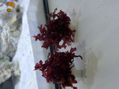 RED BUSH (macro algee per frag)_img_0