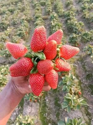 🍓স্ট্রবেরি সিজনের সেরা স্ট্রবেরি! 1kg_img_1