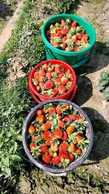 🍓স্ট্রবেরি সিজনের সেরা স্ট্রবেরি! 1kg_img_6