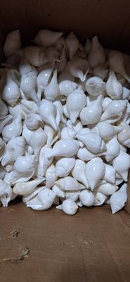 জলশঙ্খ_img_0