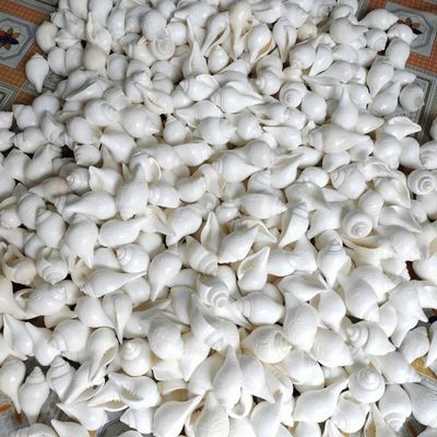 জলশঙ্খ_img_1