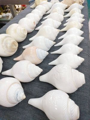 জলশঙ্খ_img_2