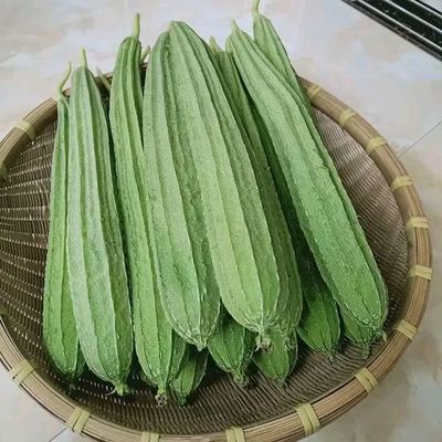 ঝিঙ্গা বীজ হাইব্রিড জাত F1_img_0