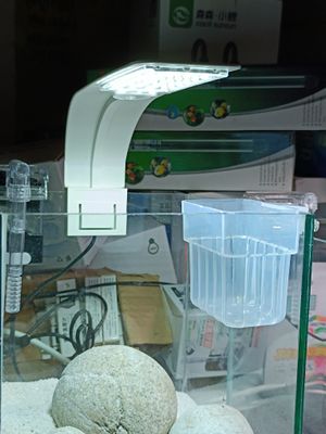 Semitransparent plant holder  (1pis)_img_1