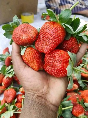 🍓স্ট্রবেরি সিজনের সেরা স্ট্রবেরি! 1kg_img_2