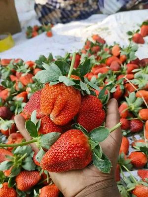🍓স্ট্রবেরি সিজনের সেরা স্ট্রবেরি! 1kg_img_3