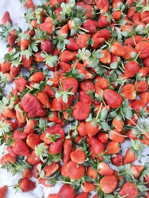 🍓স্ট্রবেরি সিজনের সেরা স্ট্রবেরি! 1kg_img_4
