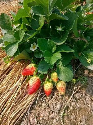 🍓স্ট্রবেরি সিজনের সেরা স্ট্রবেরি! 1kg_img_7