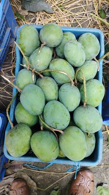 গোবিন্দভোগ আম_img_2