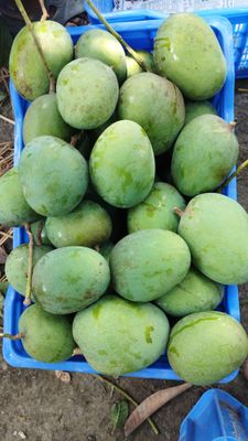 গোবিন্দভোগ আম_img_1