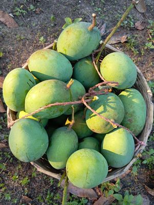 সাতক্ষীরার গোবিন্দভোগ (১০কেজি)