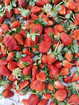 🍓স্ট্রবেরি সিজনের সেরা স্ট্রবেরি! 1kg_img_5