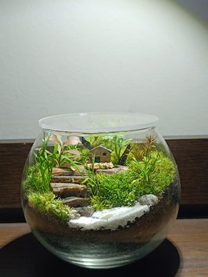 Round jar terrarium_img_1