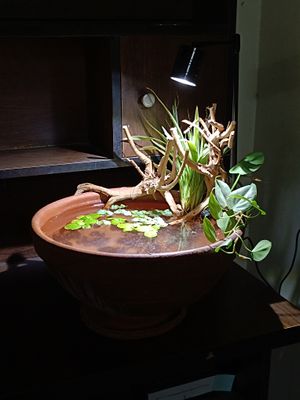 Mini clay natural pond_img_0