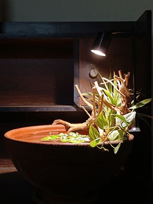 Mini clay natural pond_img_1