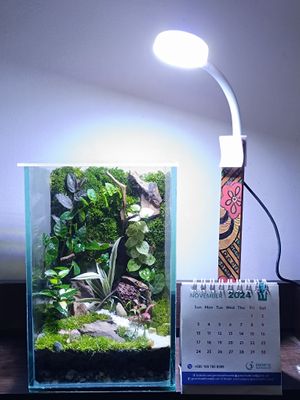 Square terrarium ( 6/6/8)_img_1