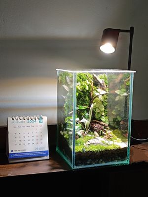 Square terrarium ( 6/6/8)_img_2