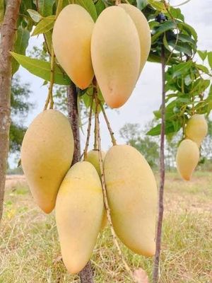 ডকমাই সি মুয়াং আম_img_0