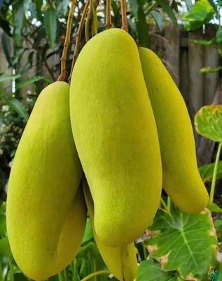 ব্যানানা আম_img_0