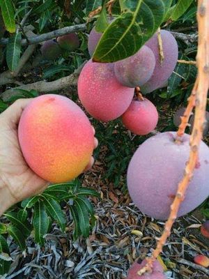 সূর্যডিম বা মিয়াজাকি আম_img_1