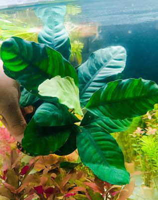 Anubias Cafefolia_img_0