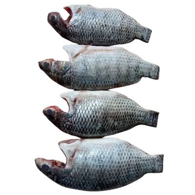 Telapiya Fish Processed 1kg ±50gm(তেলাপিয়া মাছ প্রক্রিয়াজাত)_img_0