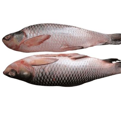 Rui Fish 1kg(রুই মাছ)_img_0