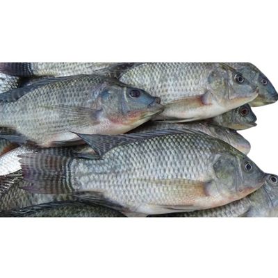 Telapia Fish 1kg (তেলাপিয়া মাছ)_img_0