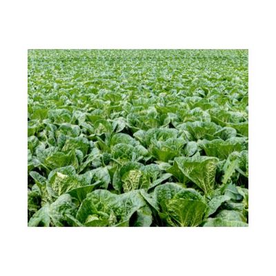 Cabbage ( Badhakopi ) 1kg বাঁধাকপি_img_1