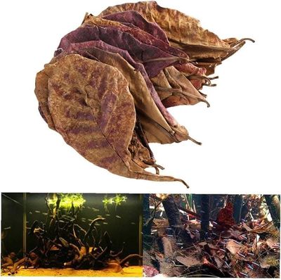 Indian dry almond leaf_img_0