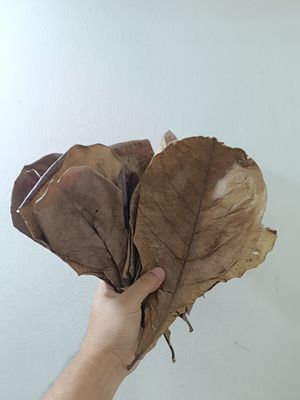 Indian dry almond leaf_img_1