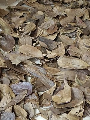 Indian dry almond leaf_img_2