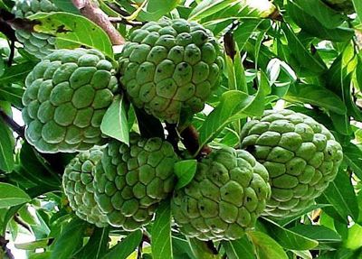 সুদানী শরিফা_img_2