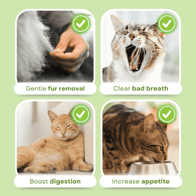 Cat Grass 6pcs Teething Stick set with Chicken Flavor (30g)_img_1