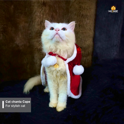 cat chenta cape_img_1