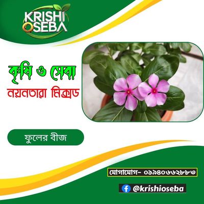উচ্চ ফলনশীল নয়নতারা ফুল বীজ_img_0