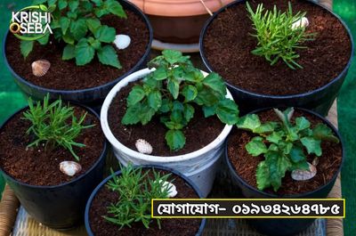 উচ্চ ফলনশীল বিভিন্ন ফুলের চারা_img_0