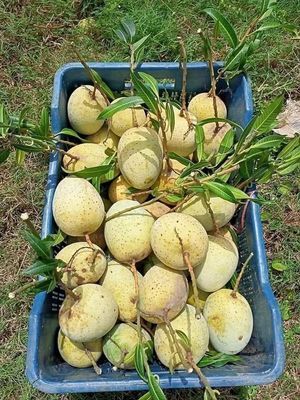 Premium Gouromoti Mango - 10 Kg Crate - Currier Pickup_img_1