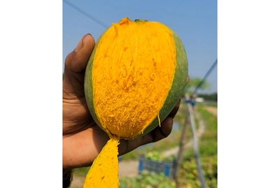 গোপালভোগ আম ১২ কেজি পয়েন্ট ডেলিভারি