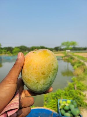 গোপালভোগ আম ২৫ কেজি পয়েন্ট ডেলিভারি_img_1