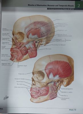 NETTER ATLAS of HUMAN ANATOMY classic regional approach - 8th edition_img_2