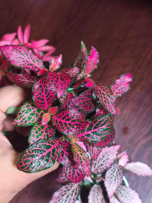 Fittuina ( terrarium plant)_img_0