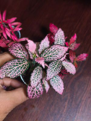 Fittuina ( terrarium plant)_img_1