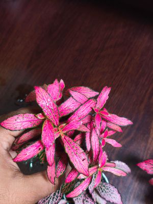 Fittuina ( terrarium plant)_img_2