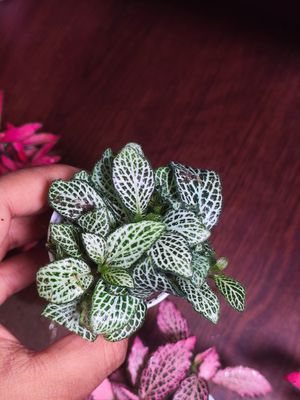 Fittuina ( terrarium plant)_img_3