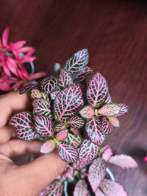 Fittuina ( terrarium plant)_img_4