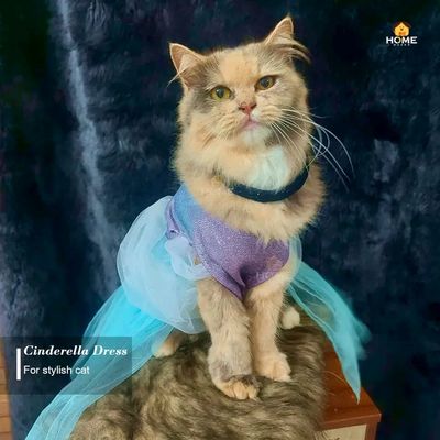 Cinderella_img_2
