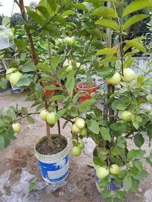 বারোমাসি থাই-৭ পেয়ারা_img_1